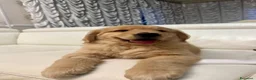 Golden Retriever cani in vendita:  alta genealogia 5 stelle" - Annuncio 9