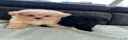 Spitz cani in vendita: Spitz tedesco nano  - Annuncio 2