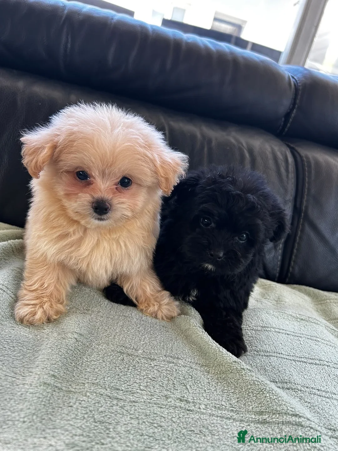 Spitz cani in vendita: Spitz tedesco nano  - Annuncio 2