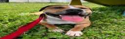 Meticcio cani in regalo: PABLO CERCA CASA - Annuncio 14
