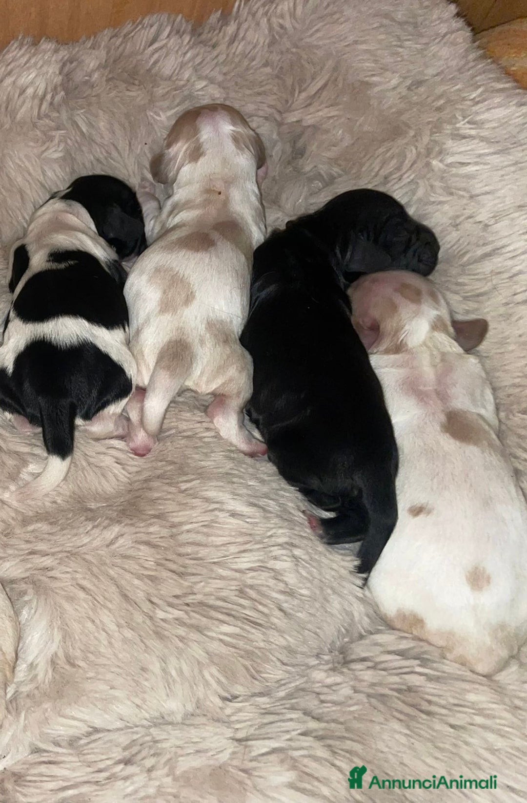 Cocker cani in vendita: Cuccioli di Cocker SpanielLinea Inglese Rari - Annuncio 3