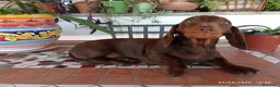 Bassotto cani in vendita: OCCASIONE IMPERDIBILE: Bassotto con Pedigree. - Annuncio 3