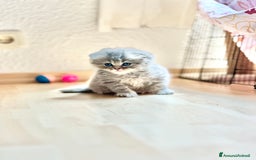 British gatti in vendita: British Short Hair and Scottish fold  a Provincia di Verona - Immagine 10