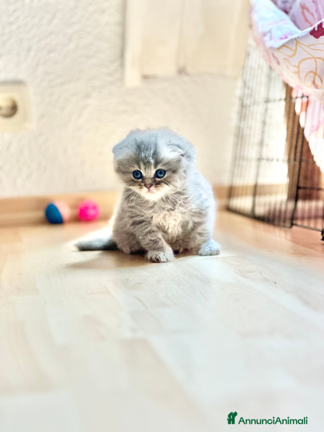 British gatti in vendita: British Short Hair and Scottish fold  a Provincia di Verona - Immagine 10
