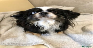 Chihuahua cani - Annuncio 4
