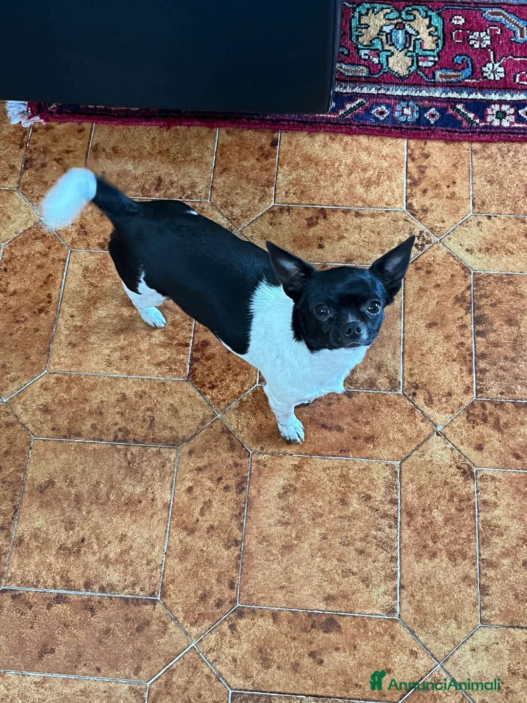 Chihuahua cani in vendita: Chihuahua con pedigree  - Annuncio 2