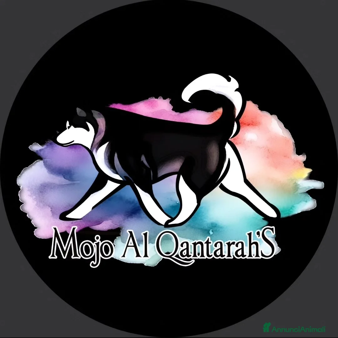 Immagine della galleria {{count}}