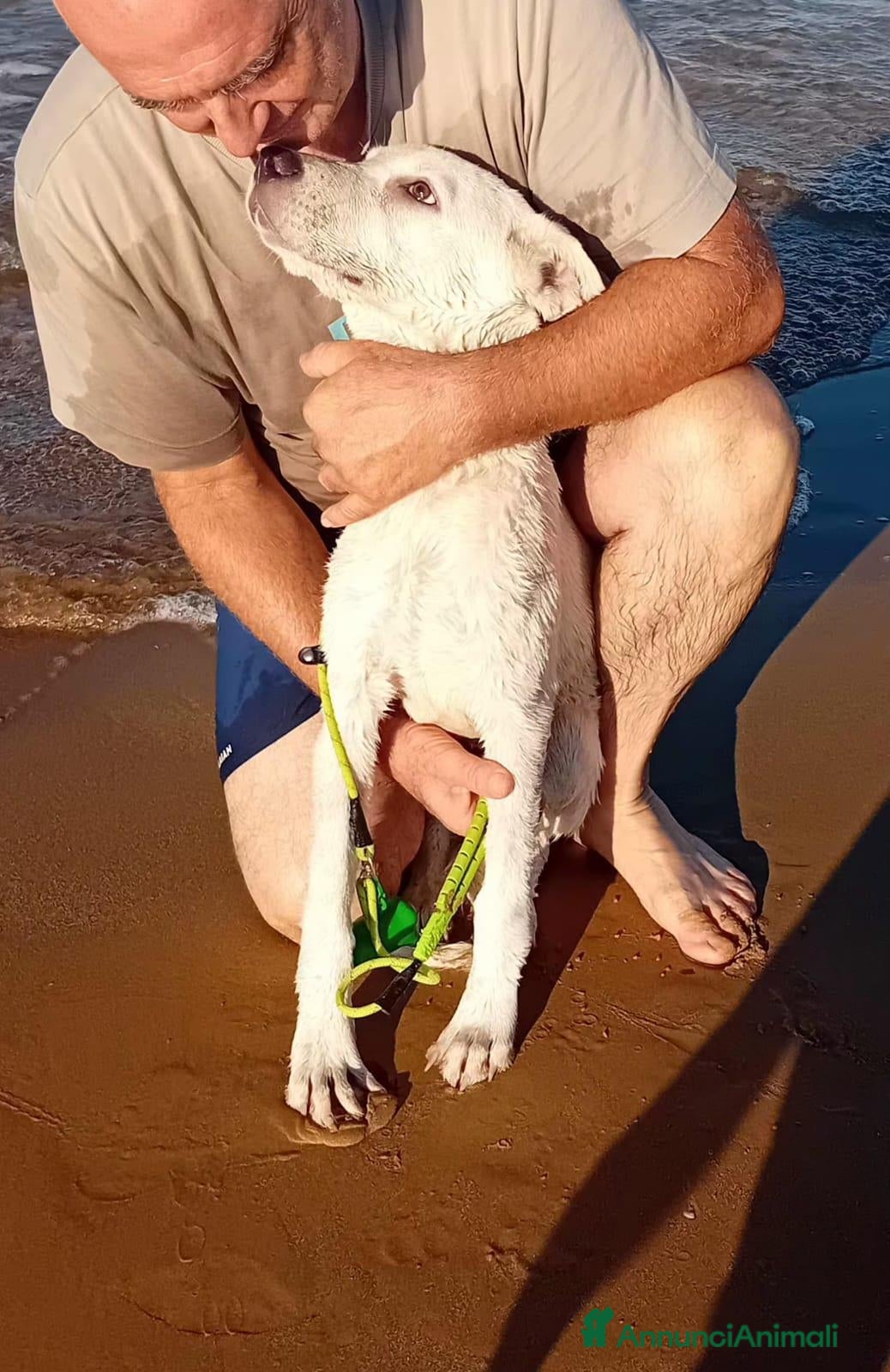 Meticcio cani donato  - Annuncio 9