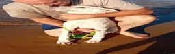 Meticcio cani in regalo: donato  - Annuncio 1