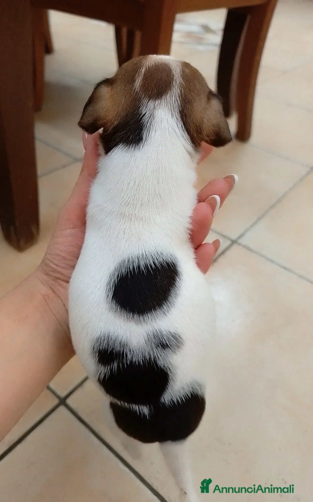 Jack Russell cani in vendita: Jack Russell  - Annuncio 5