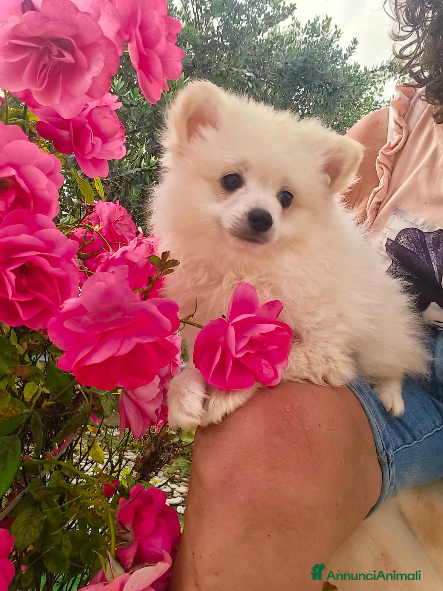 Volpino Pomerania cani Spitz pomerania  a Province of Chieti - Annuncio 4