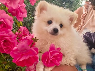 Volpino Pomerania cani Spitz pomerania a Province of Chieti - Annuncio 15