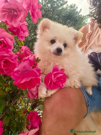 Volpino Pomerania cani Spitz pomerania a Province of Chieti - Annuncio 4