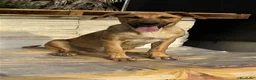 Meticcio cani in regalo: ATHENA CERCA FAMIGLIA - Annuncio 2