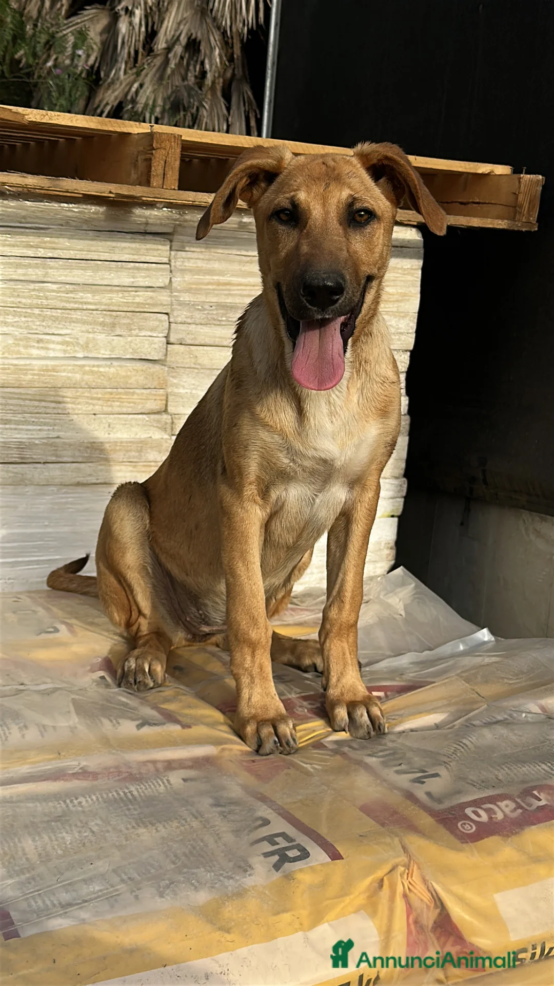 Meticcio cani in regalo: ATHENA CERCA FAMIGLIA - Annuncio 2