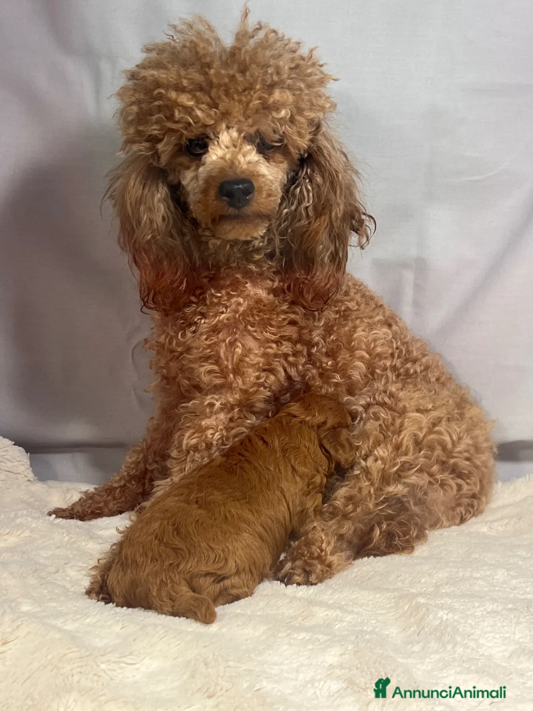 Barboncino Toy cani in vendita: Cuccioli barbone toy - Annuncio 1