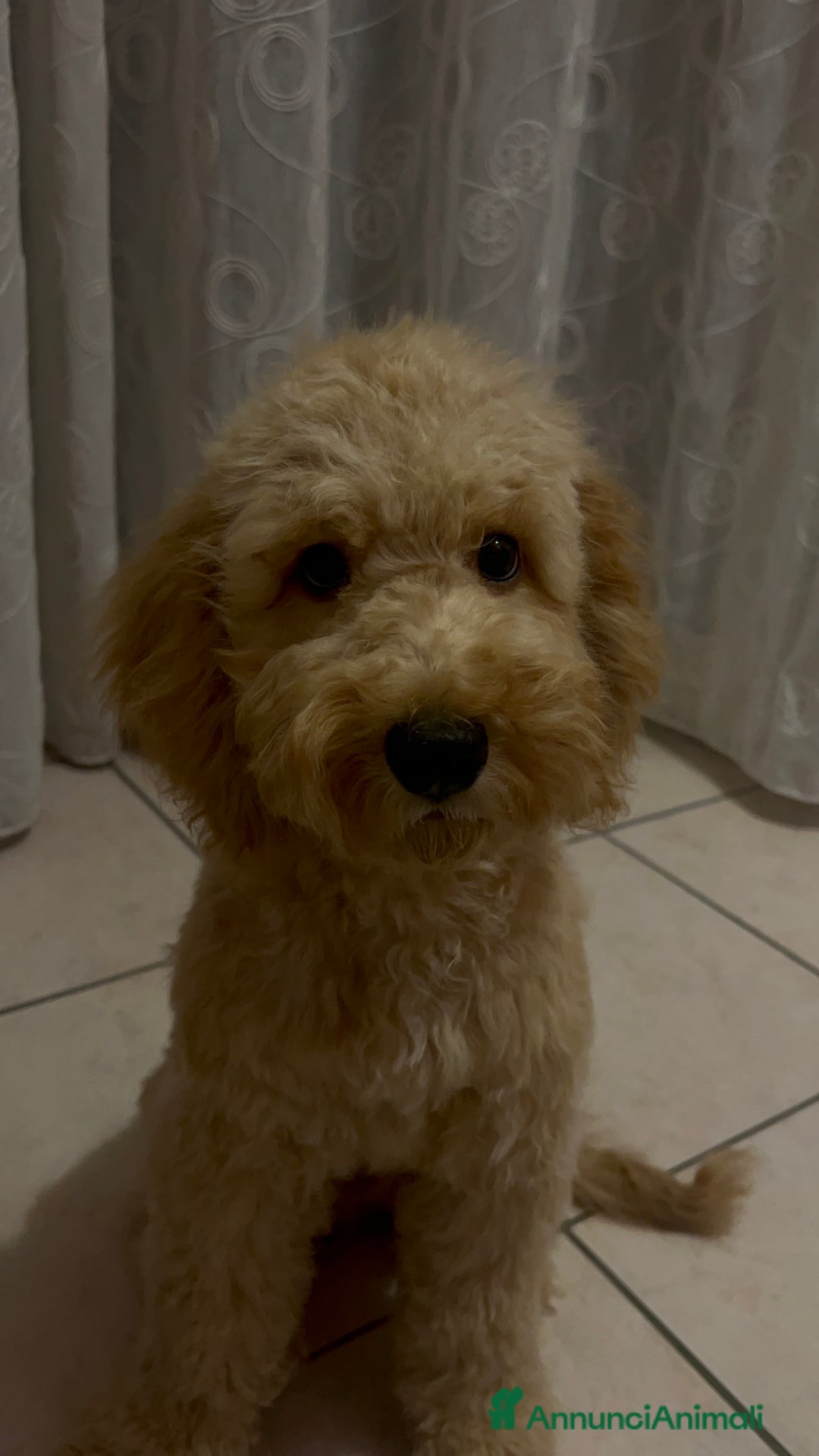 Barboncino cani in regalo: Barboncino - Annuncio 2