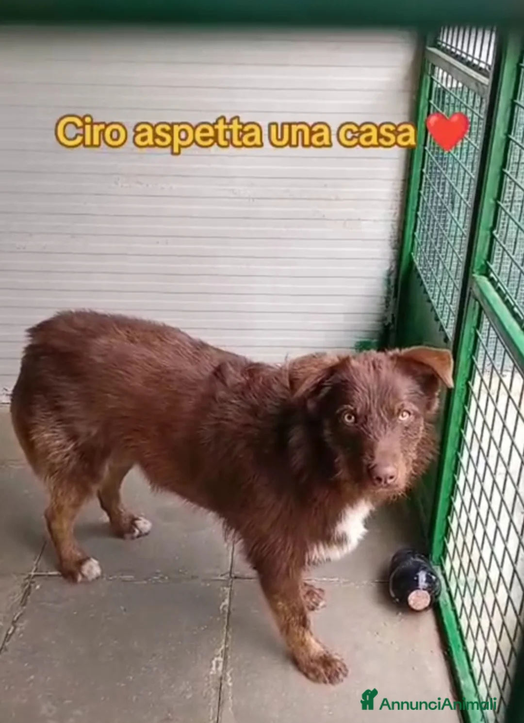 Meticcio cani in regalo: Ciro 2anni marrone fulvo occhi ambra splendido!SUD a Città metropolitana di Milano - Annuncio 5