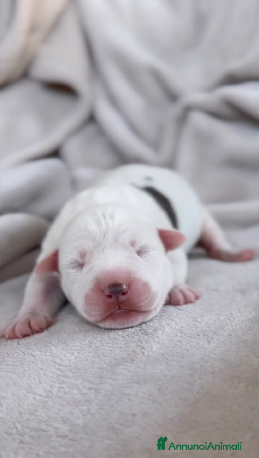 American Staffordshire cani in vendita: Amstaff cuccioli blu - Annuncio 5