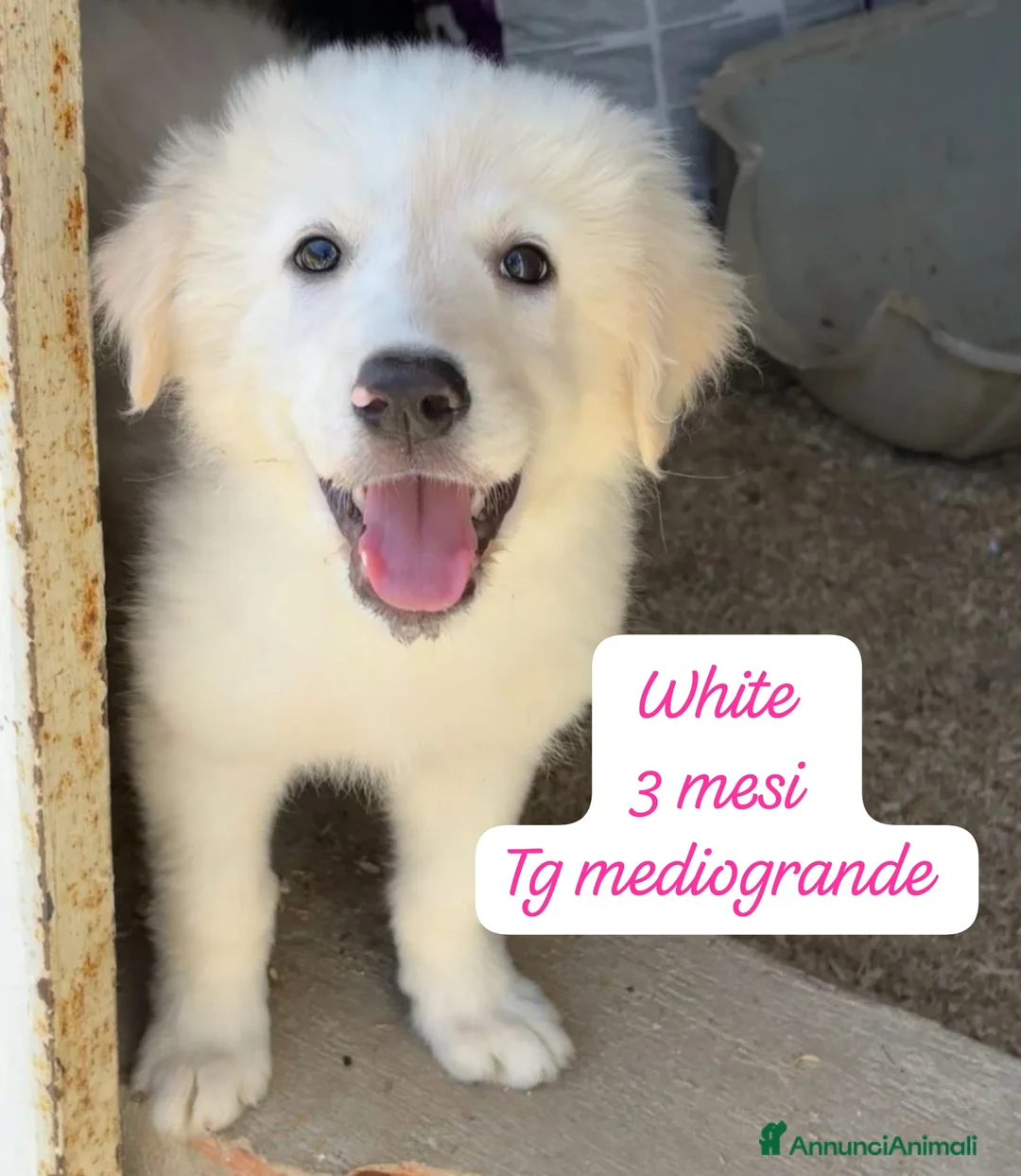 Meticcio cani in regalo: Adotta un cucciolo senza casa  a Provincia di Pistoia - Annuncio 12