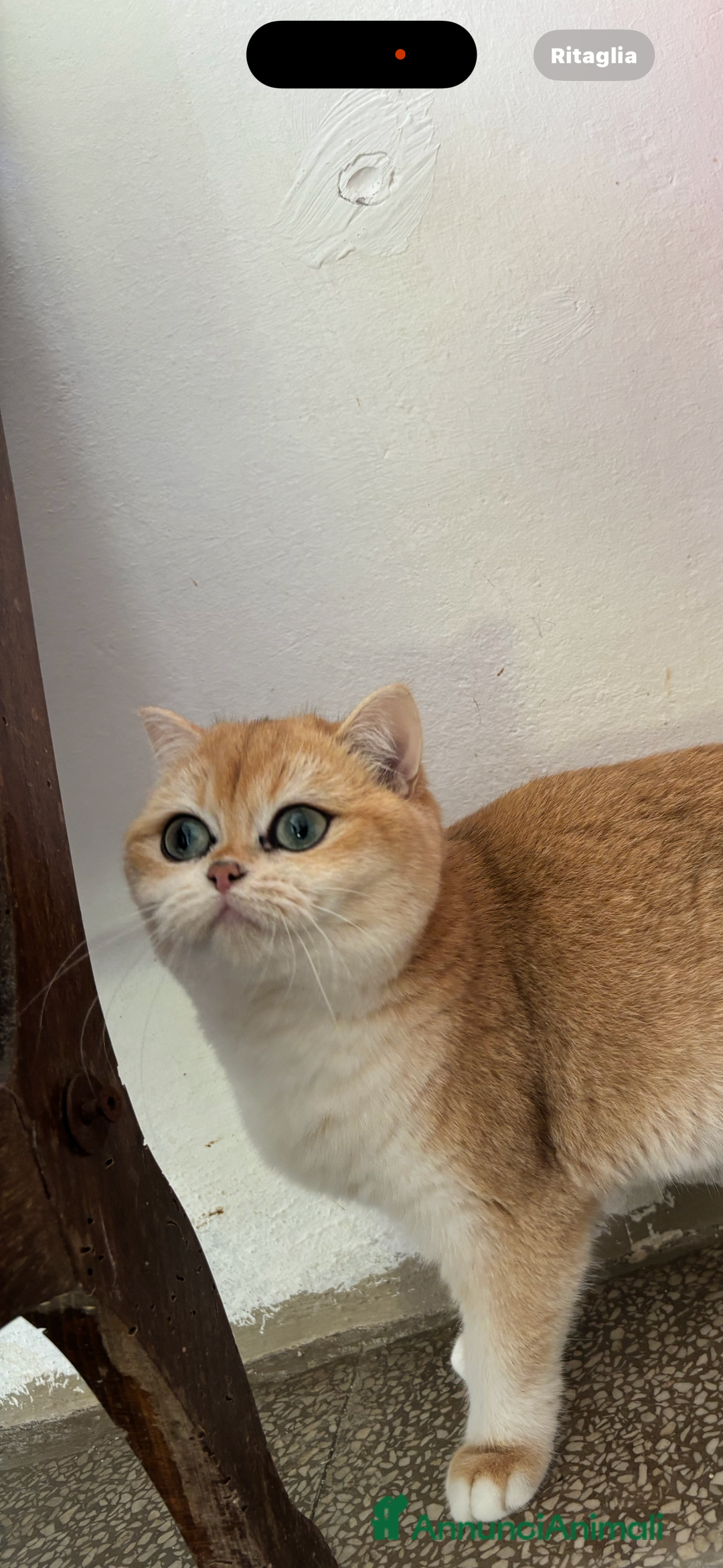 British gatti in vendita: Due cucciole british short e longhair  - Annuncio 5