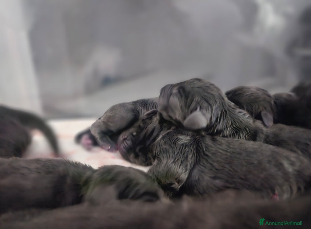 Alano cani in vendita: Cuccioli di alano blu da Allevamento Riconosciuto  - Annuncio 14