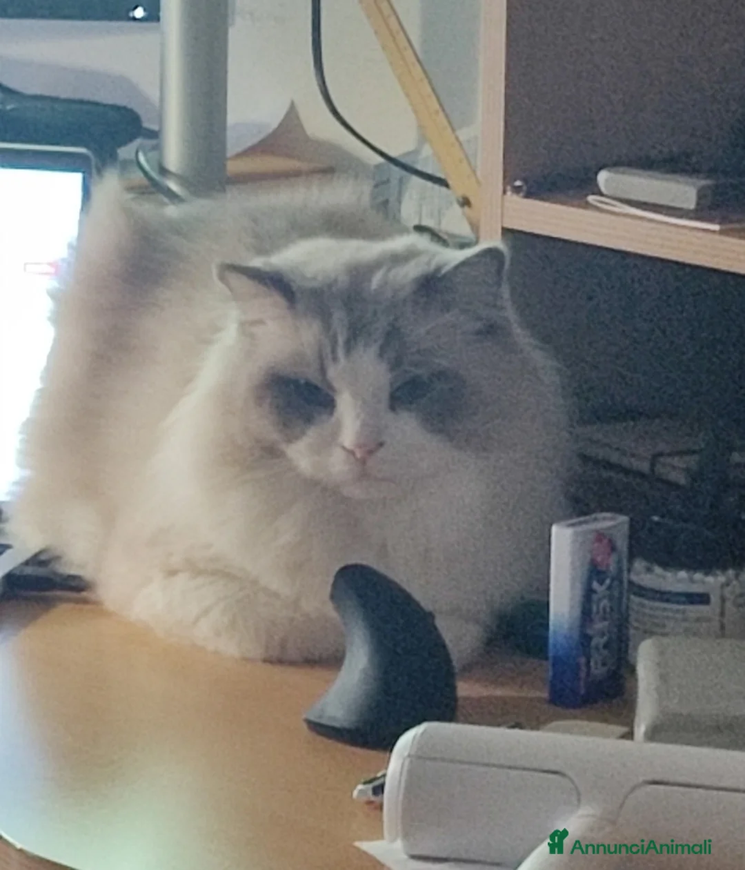 Ragdoll gatti per accoppiamento: Ragdoll maschio pedigree disponibile per monta  - Annuncio 2