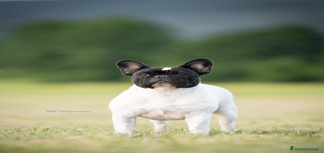 Immagine della galleria {{count}}