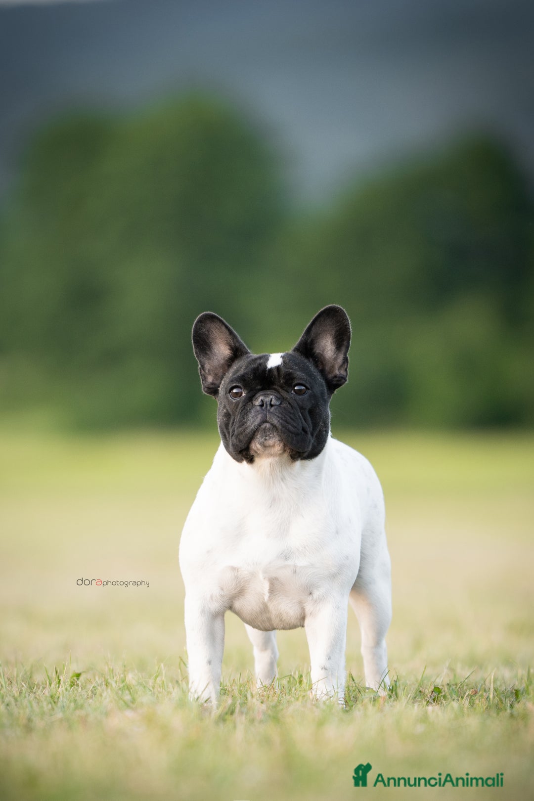 Immagine della galleria {{count}}