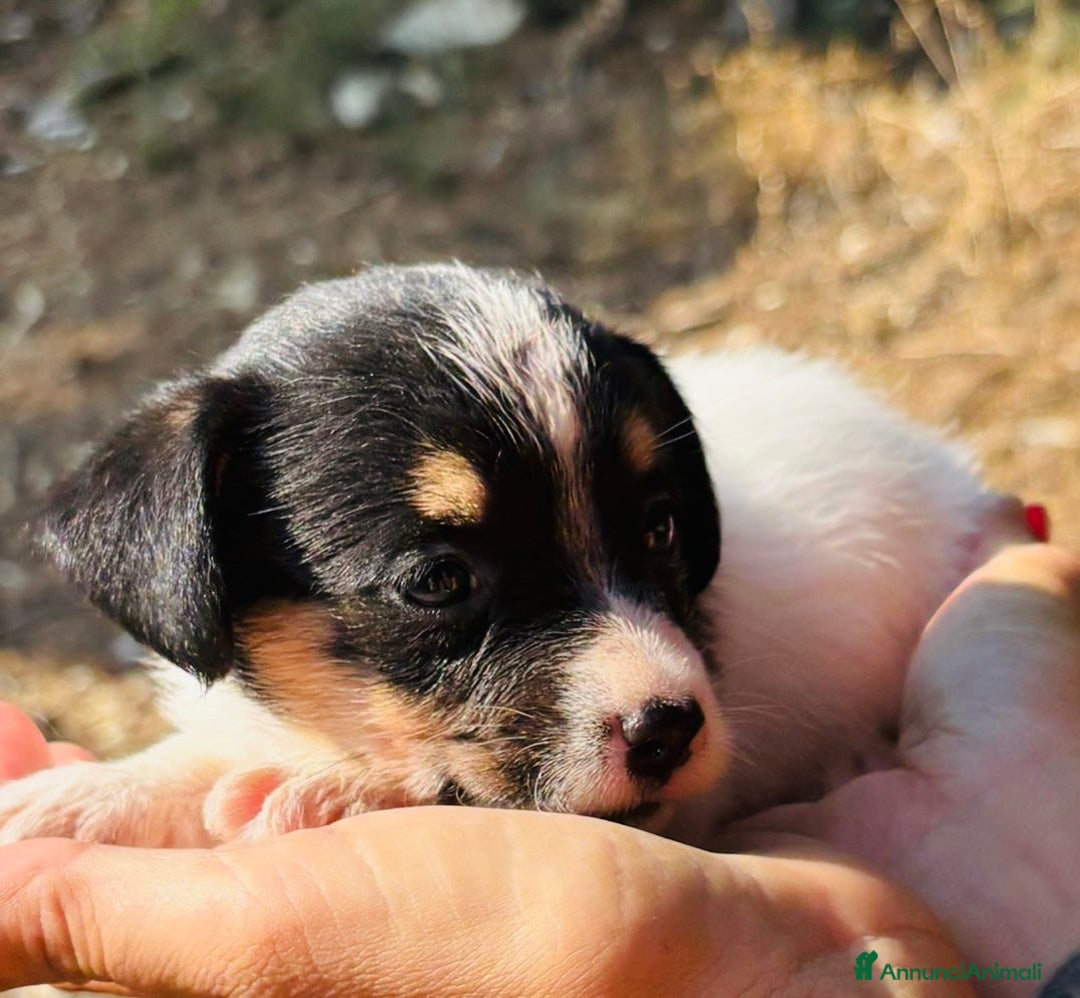 Jack Russell cani in vendita: Jack Russell pelo broken/ruvido a Calenzano - Immagine 23