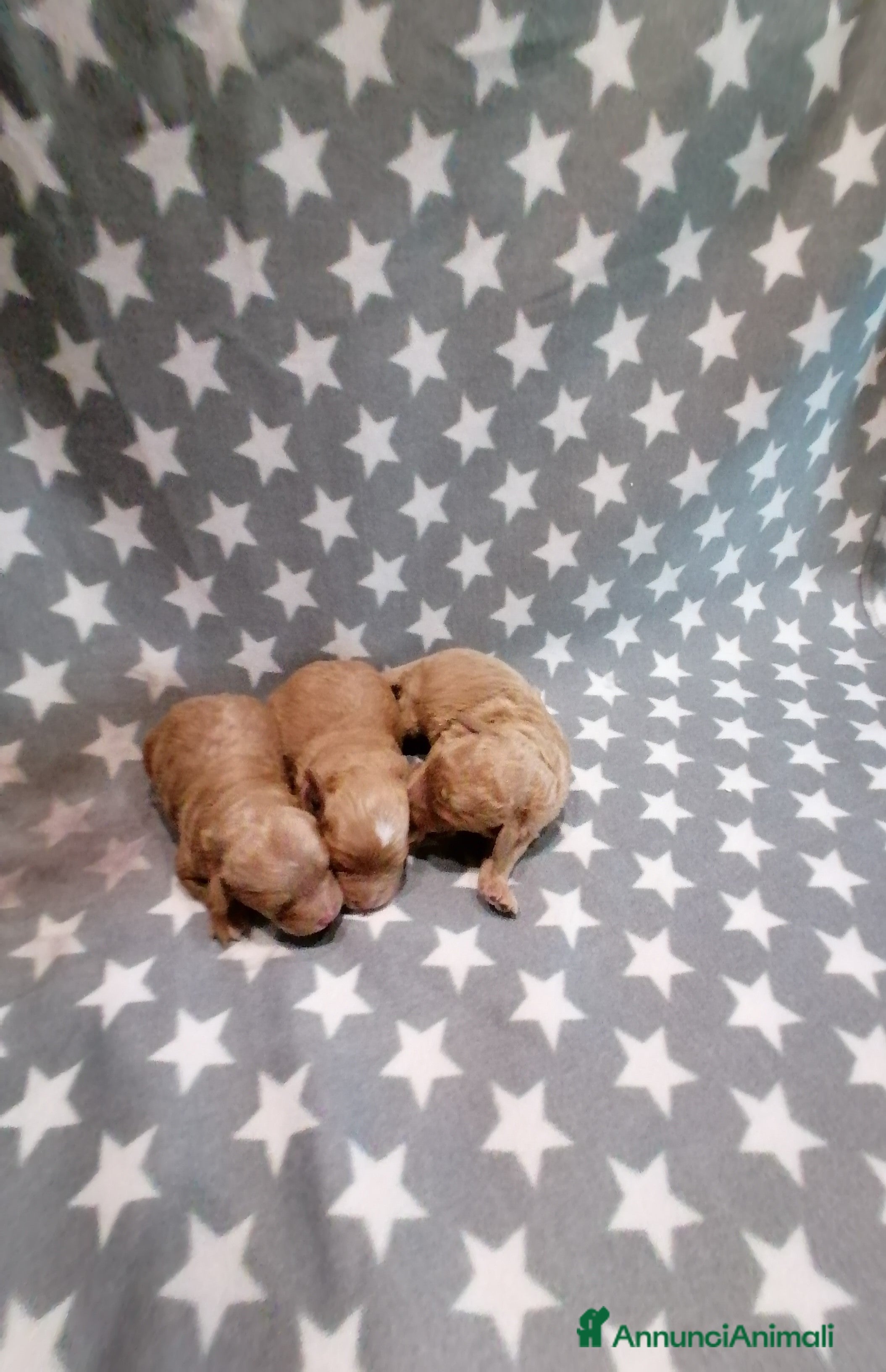 Barboncino Toy cani Barboncini Toy cuccioli - Annuncio 2