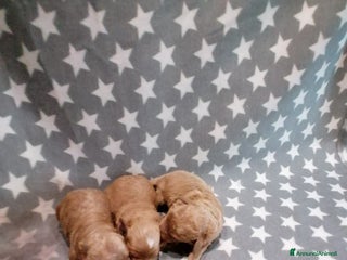 Barboncino Toy cani Barboncini Toy cuccioli - Annuncio 1