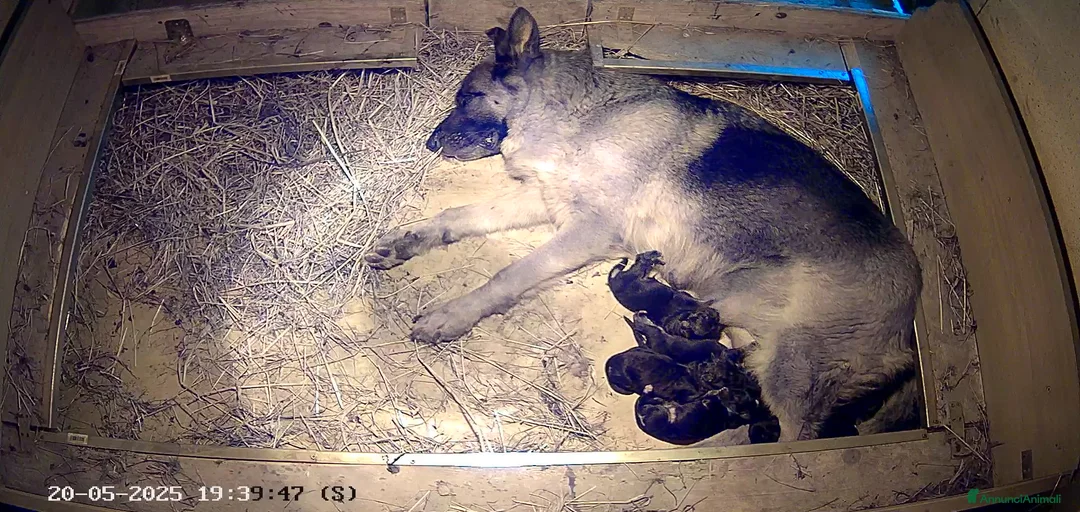 Immagine della galleria {{count}}