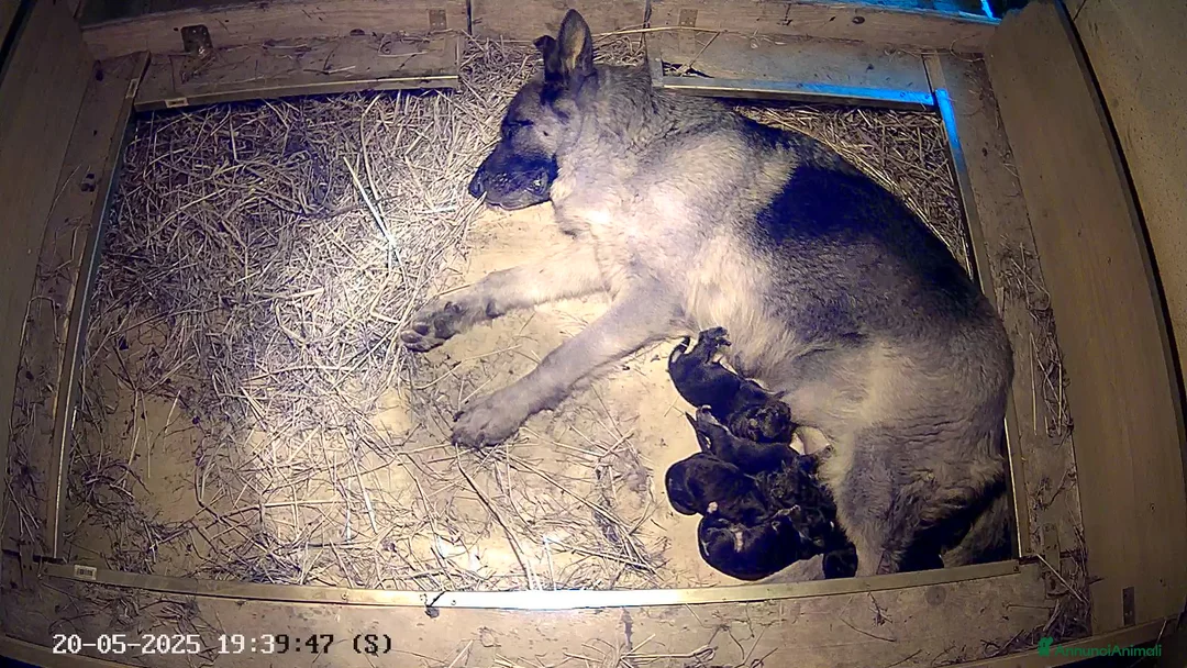 Immagine della galleria {{count}}