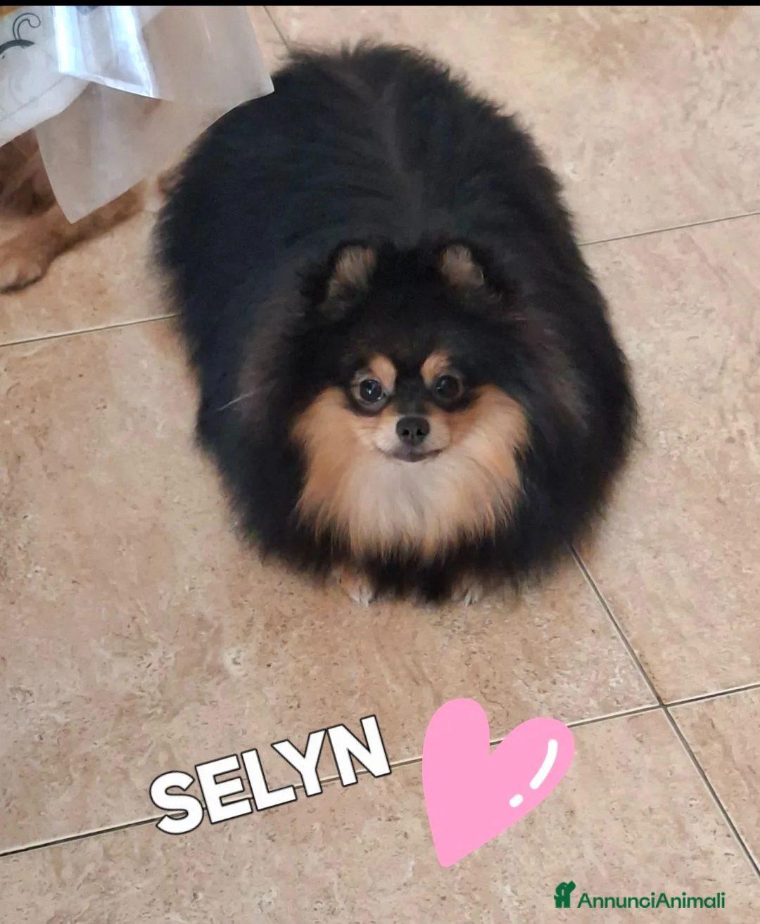 Volpino Pomerania cani in vendita: Spitz di pomerania nano - Annuncio 8