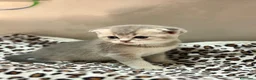 British gatti in vendita: Scottish fold sthrait  - Annuncio 4