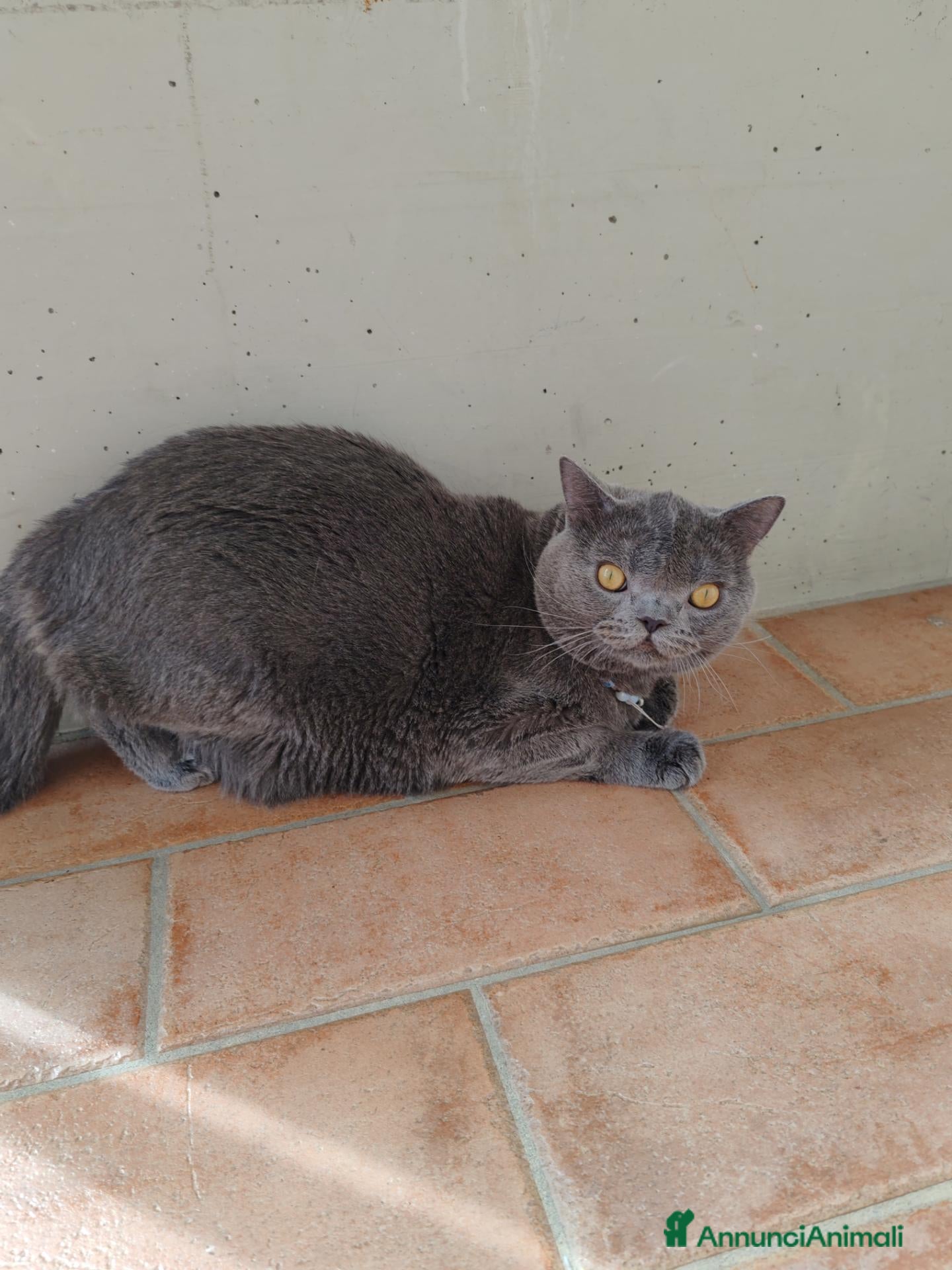 British gatti Gatto British Shorthair – 11 mesi 🐾  - Annuncio 24