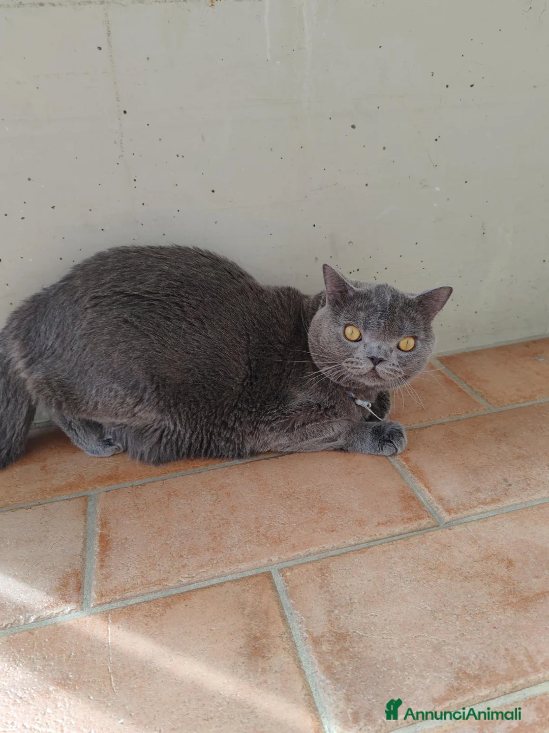 British gatti in vendita: Gatto British Shorthair – 11 mesi 🐾  a Provincia di Vicenza - Annuncio 1