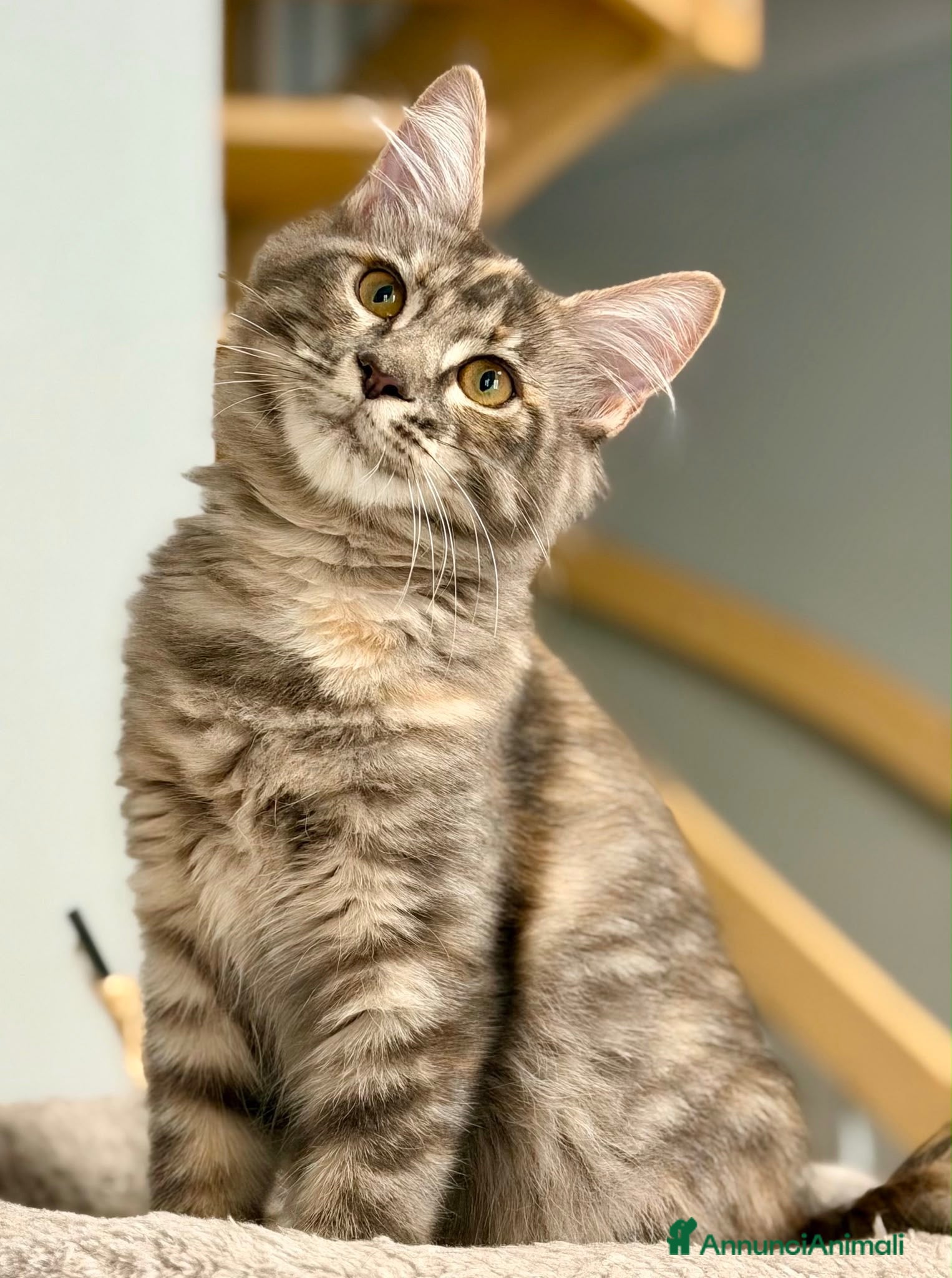 Maine Coon gatti Cuccioli maine coon con pedigree - Annuncio 1