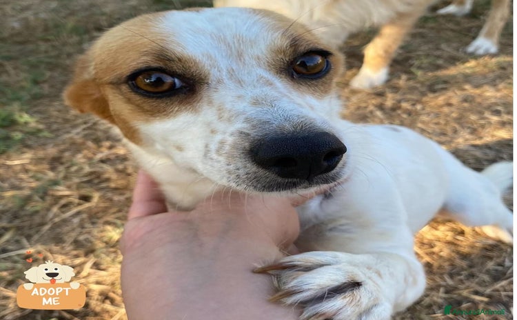 Jack Russell cani - Annuncio 6