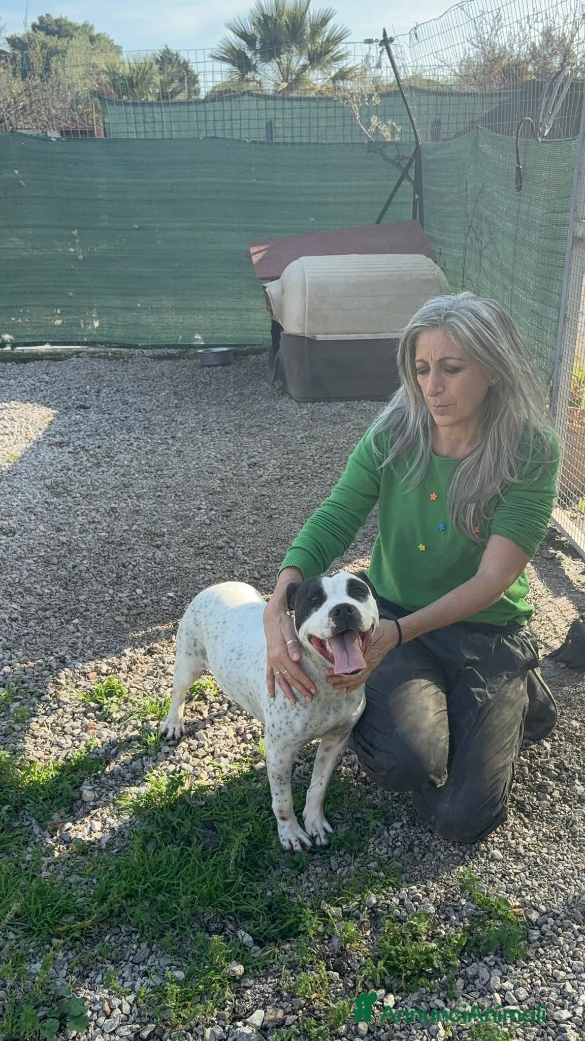 Altre razze cani Desy solo 2 anni, mollossina taglia contenuta  - Annuncio 2