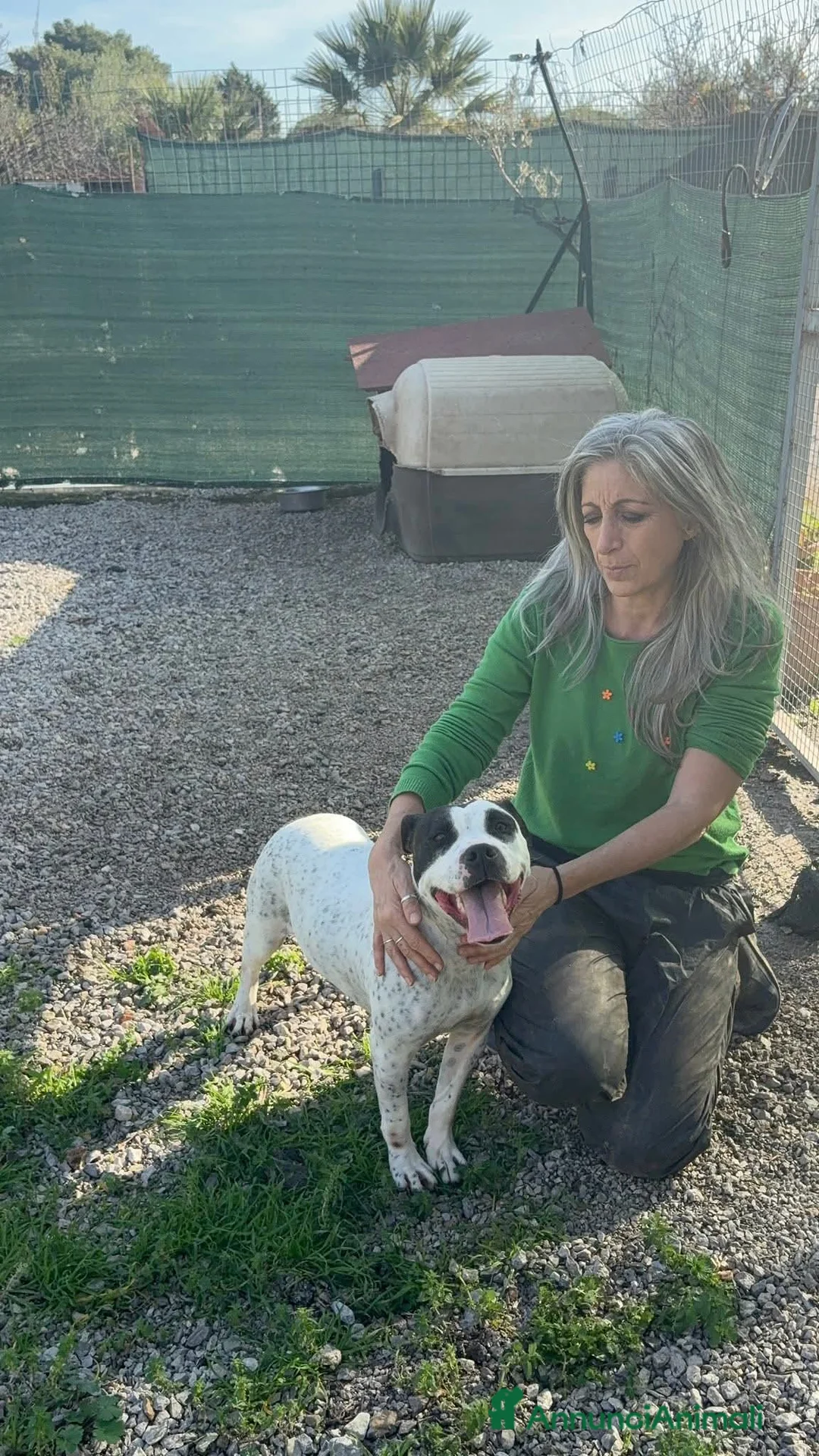 Altre razze cani in regalo: Desy solo 2 anni, mollossina taglia contenuta  - Annuncio 6