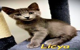 Certosino gatti in regalo: ICYA BELLISSIMA SIMILCERTOSINA - Immagine 1