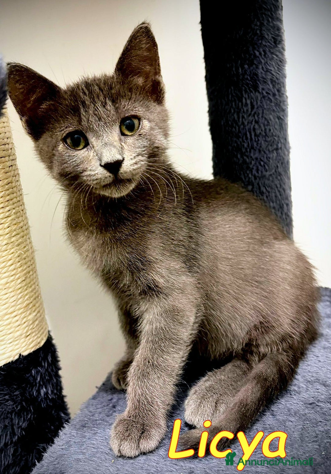 Certosino gatti in regalo: ICYA BELLISSIMA SIMILCERTOSINA - Immagine 1