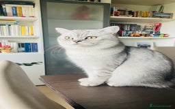 Scottish gatti per accoppiamento: Annuncio per accoppiamento  - Immagine 4