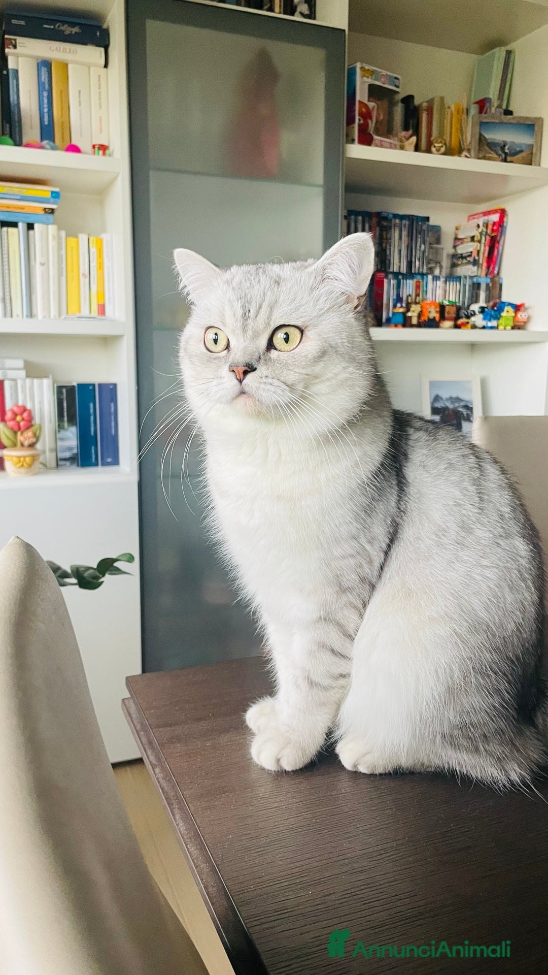 Scottish gatti per accoppiamento: Annuncio per accoppiamento  - Immagine 4