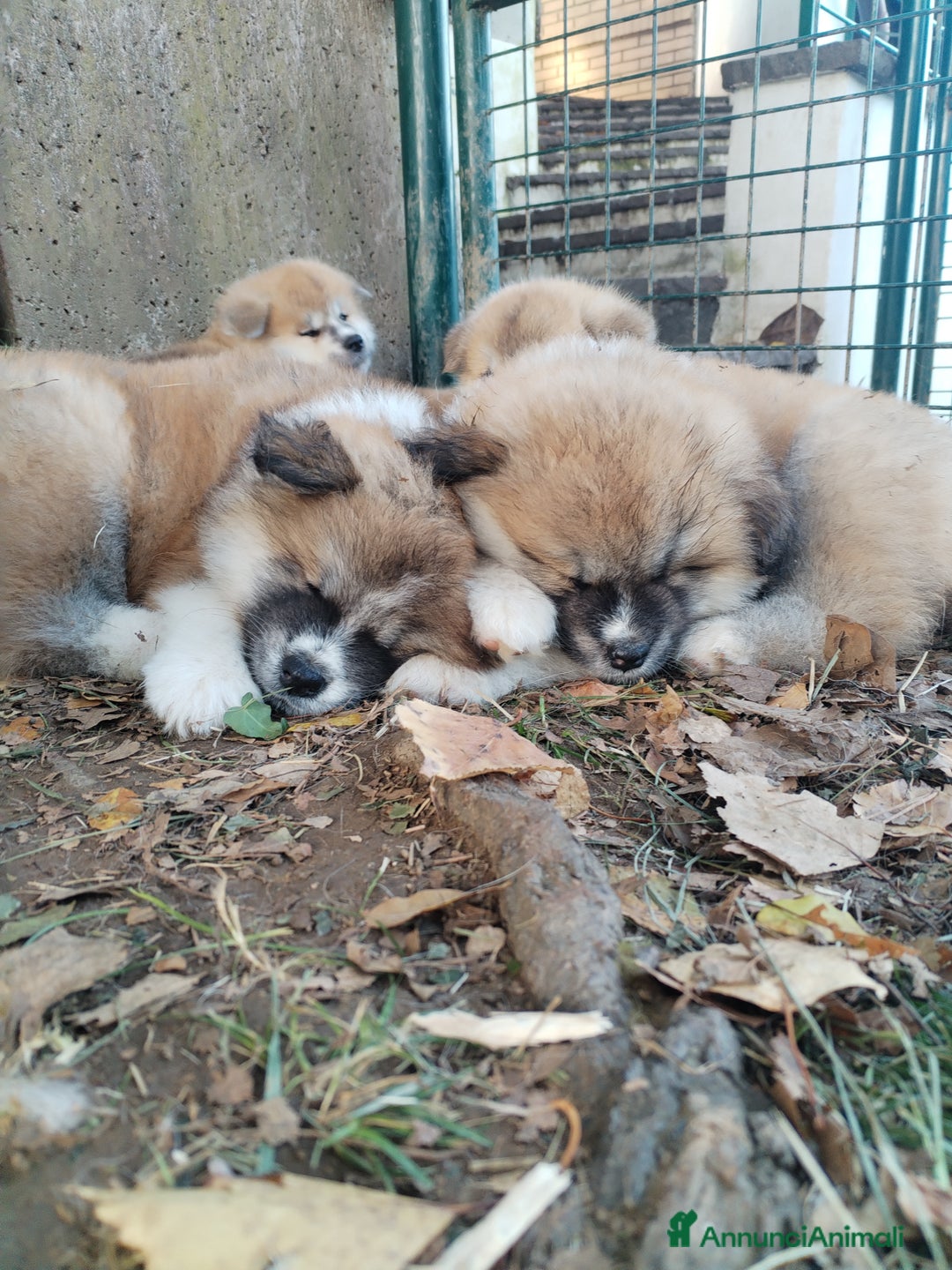 Akita Inu cani in vendita: CUCCIOLI DI AKITA ultime prenotazioni disponibili  - Annuncio 2