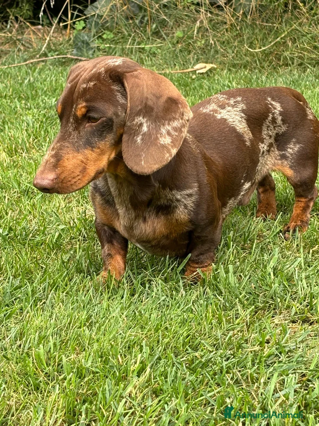 Bassotto cani in vendita: Bassotto trdesco kaninchen e nano  - Annuncio 1
