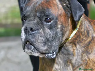 Boxer cani IL SIMPATICO VITO HA BISOGNO DI UNA CASA - Annuncio 1