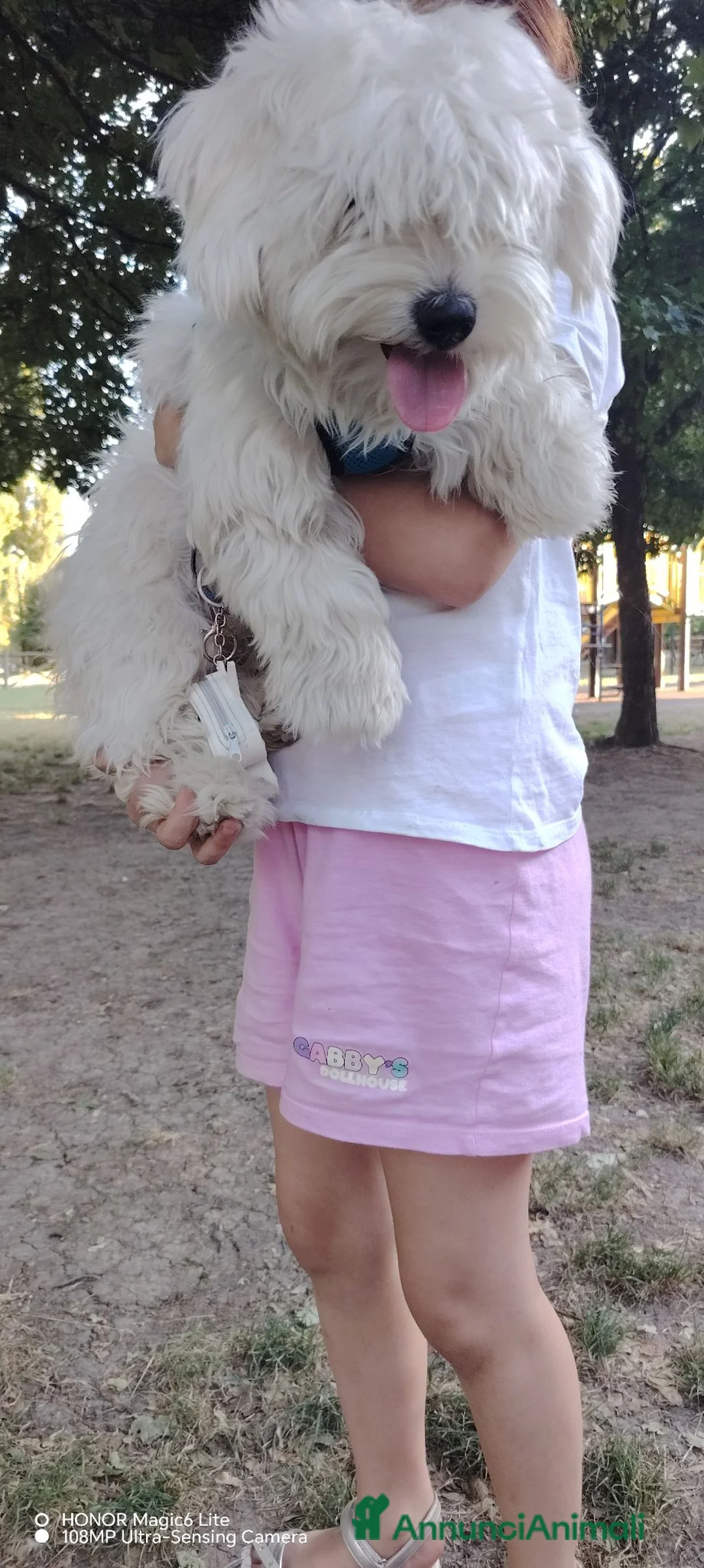 Maltese cani in vendita: Maltese  a Provincia di Modena - Annuncio 2
